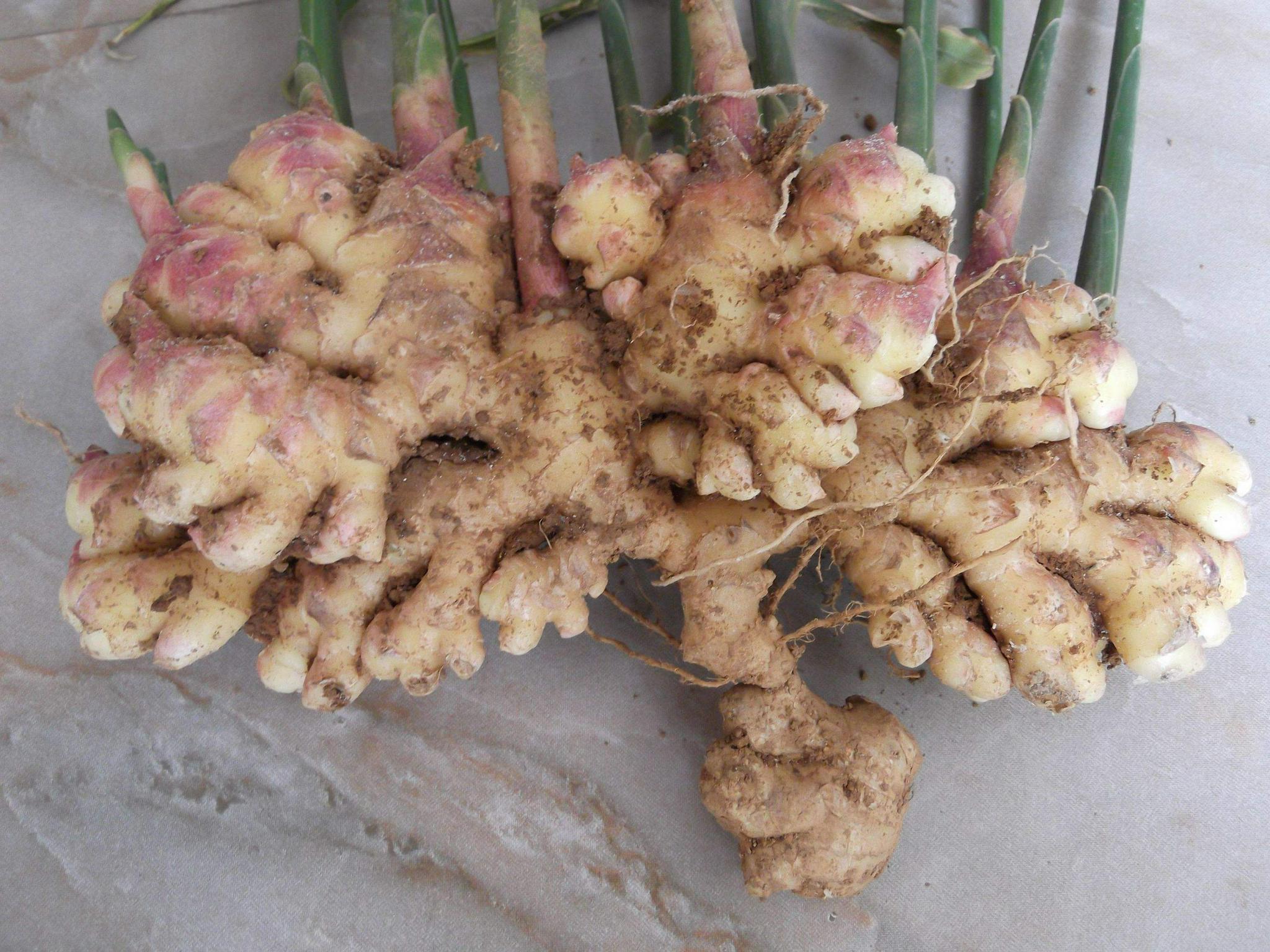 生姜在生长期内生病是很正常的现象,常见的生姜病害包括姜瘟,炭疽,叶