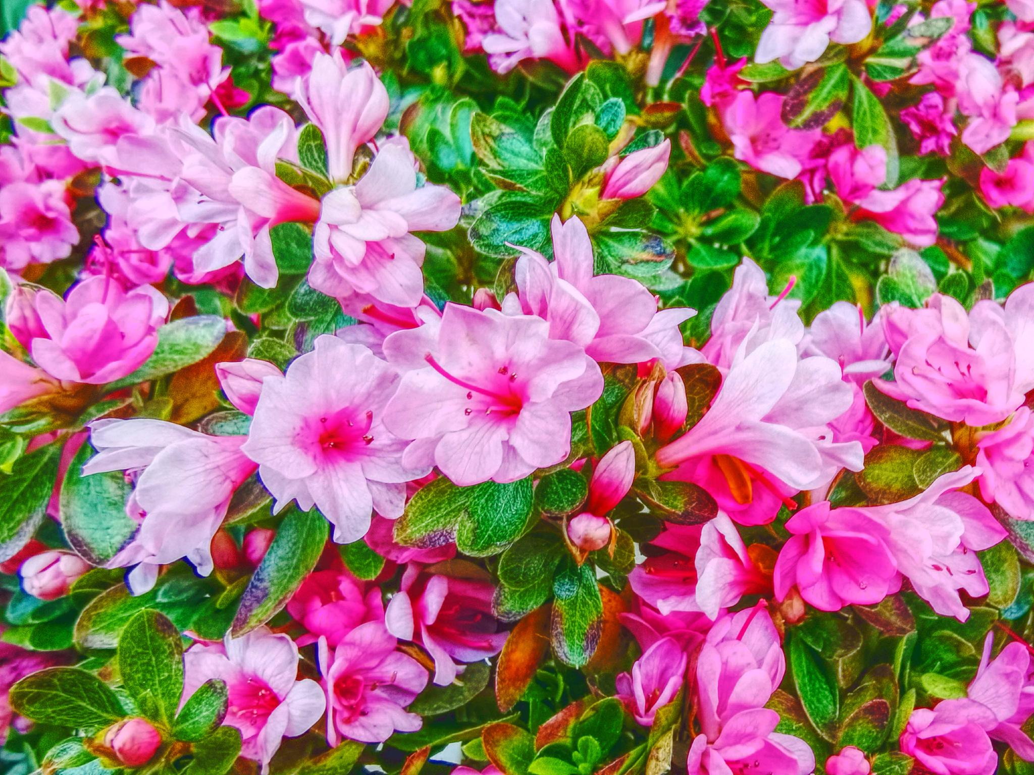 小花杜鹃花,原创拍摄