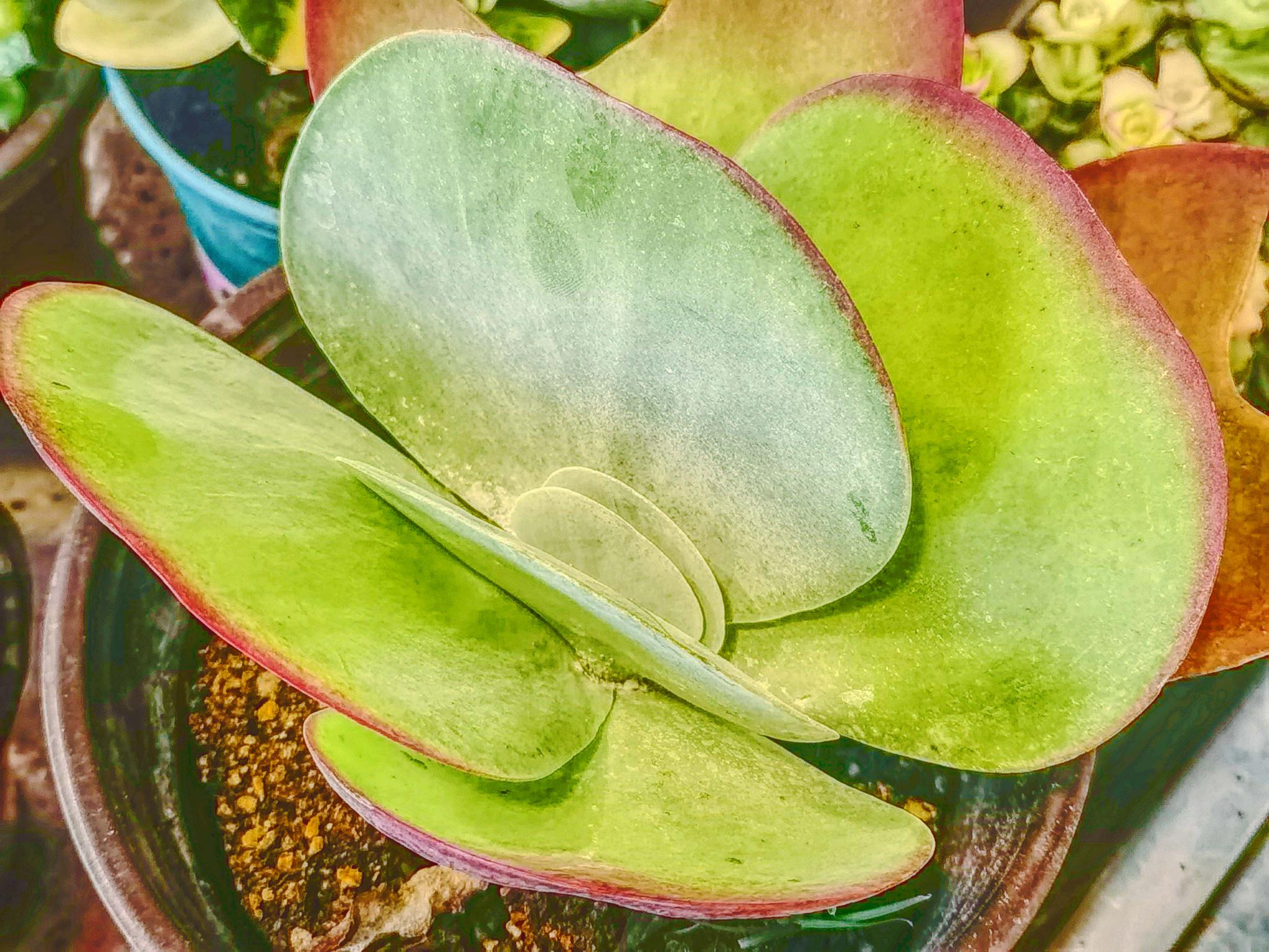 多肉植物唐印原创拍摄