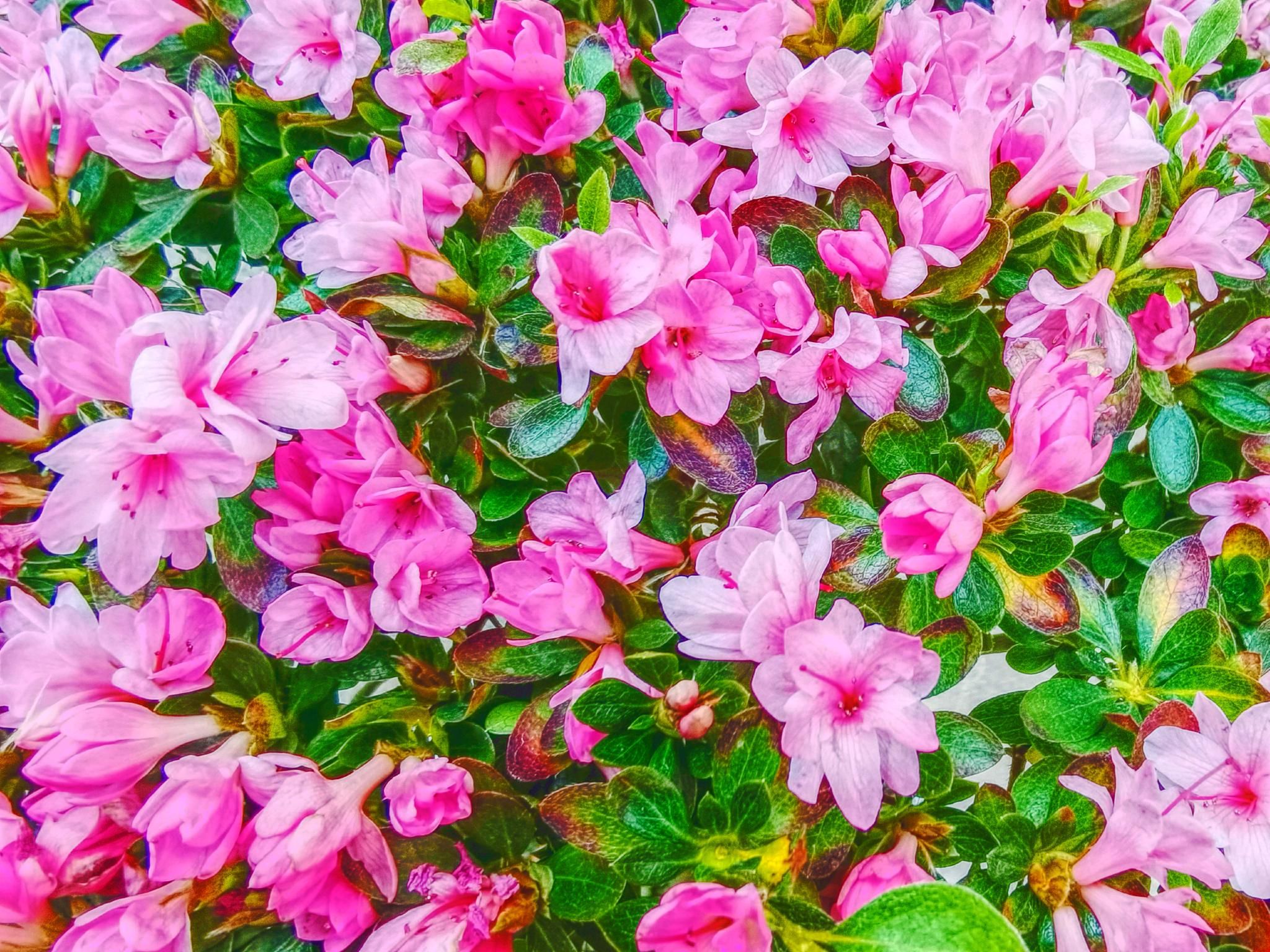 小花杜鹃花,原创拍摄