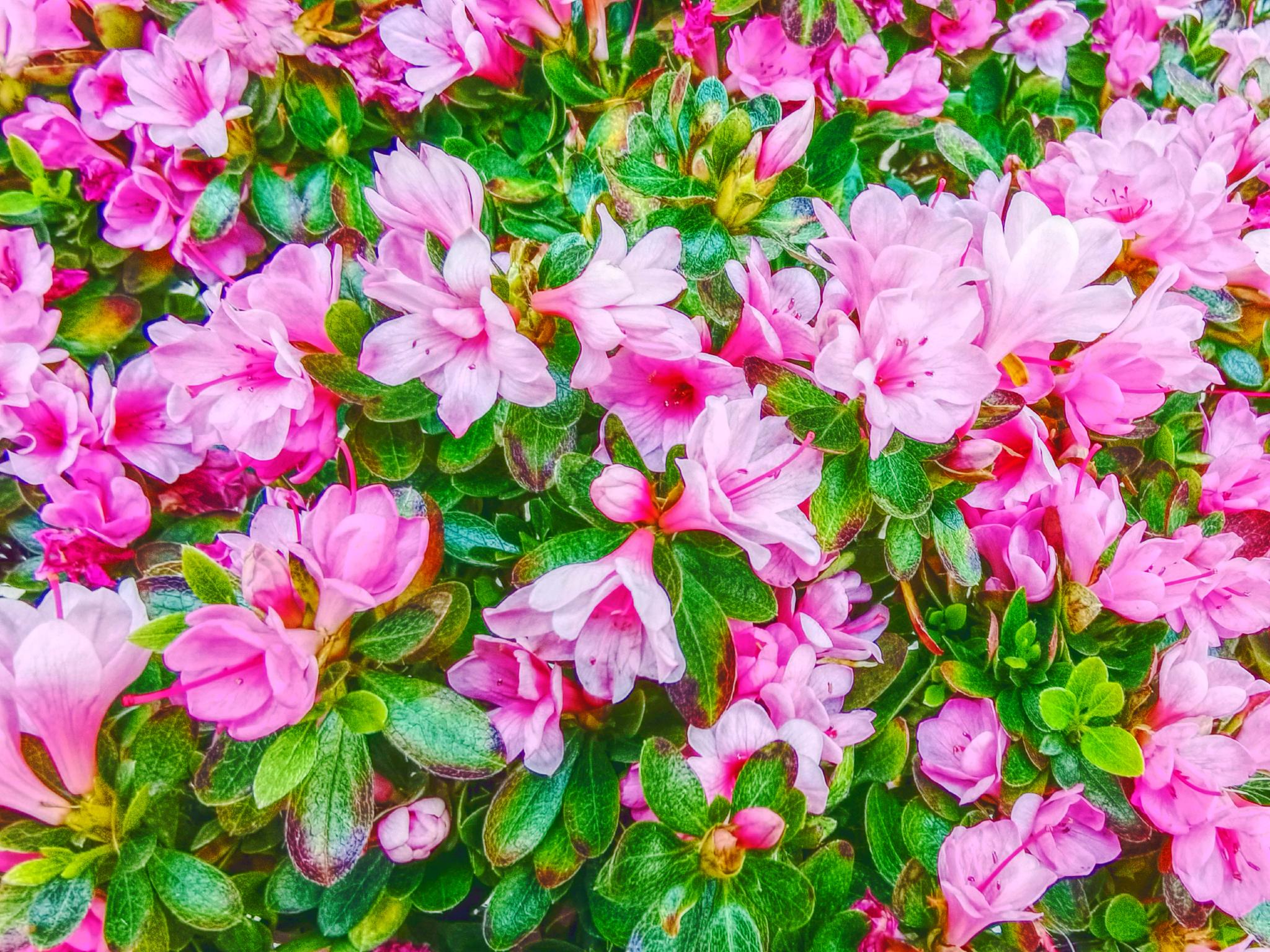 小花杜鹃花,原创拍摄