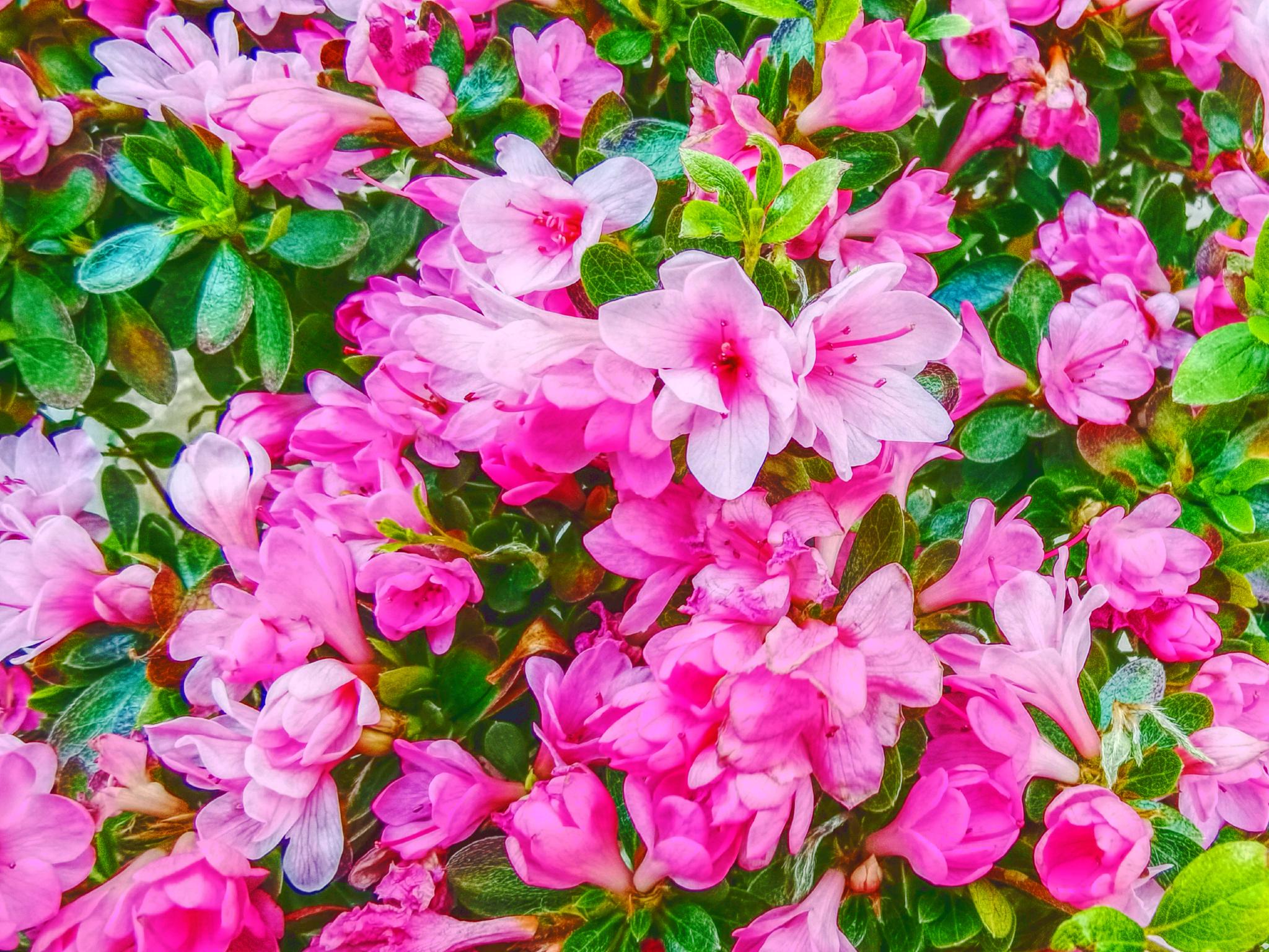 小花杜鹃花,原创拍摄