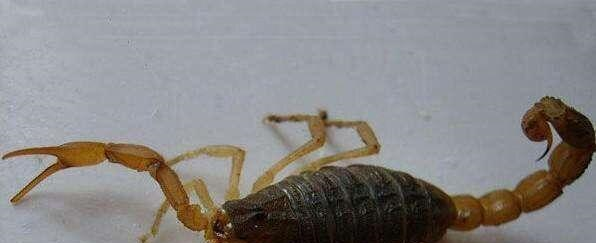 男子20年吃了2万多只蝎子，医生给他检查身体后，惊奇不已！休闲区蓝鸢梦想 - Www.slyday.coM