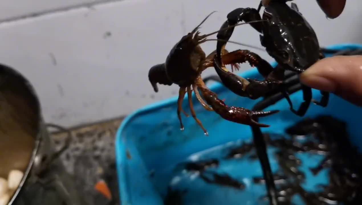 螃蟹跟龙虾打架,被他夹的紧紧的,痛死我了