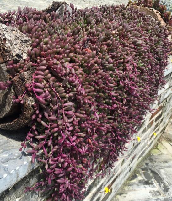 紫玄月多肉植物不单单是爆盆,更容易养出垂吊的瀑布状态