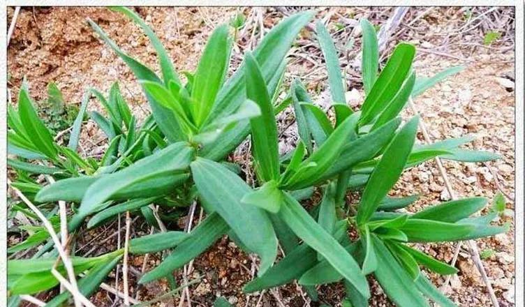 推荐北方6种春天常见的美食野菜,大家可别错过哦1717__财经头条