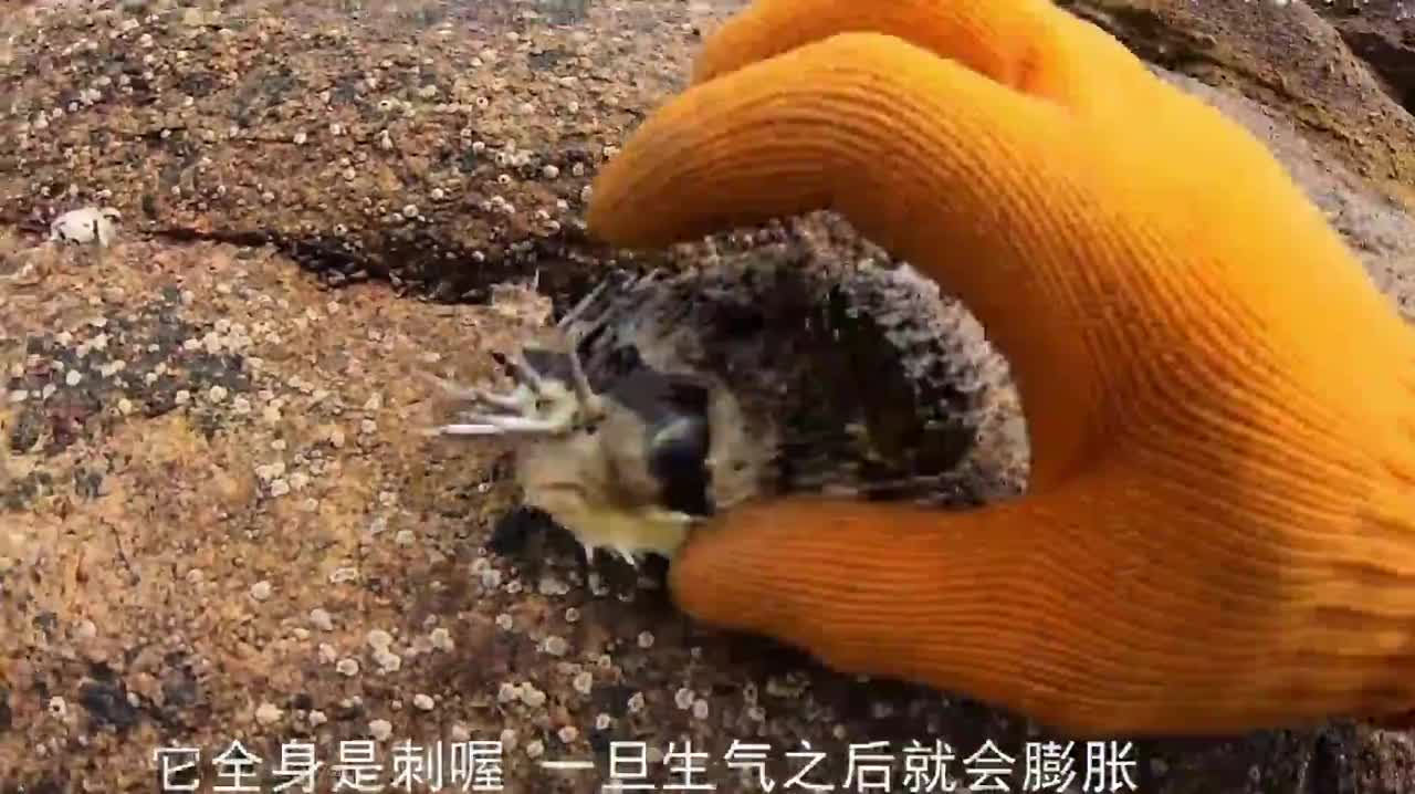 赶海抓到昂贵的刺豚鱼一生气全身都是刺跟小刺猬一样