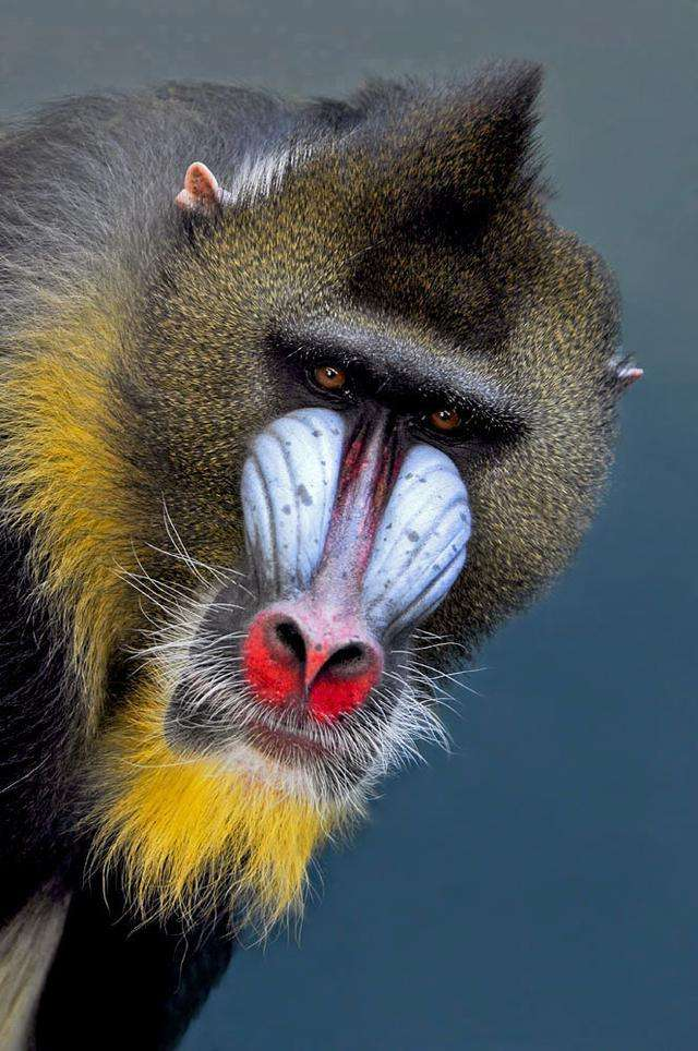 山魈是花豹惹不起的一对一单打独斗实力比花豹还要强大