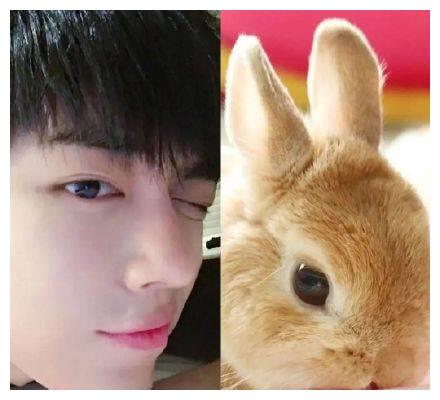 肖战与兔子撞脸合集 呆萌肖兔子收割姨母心!