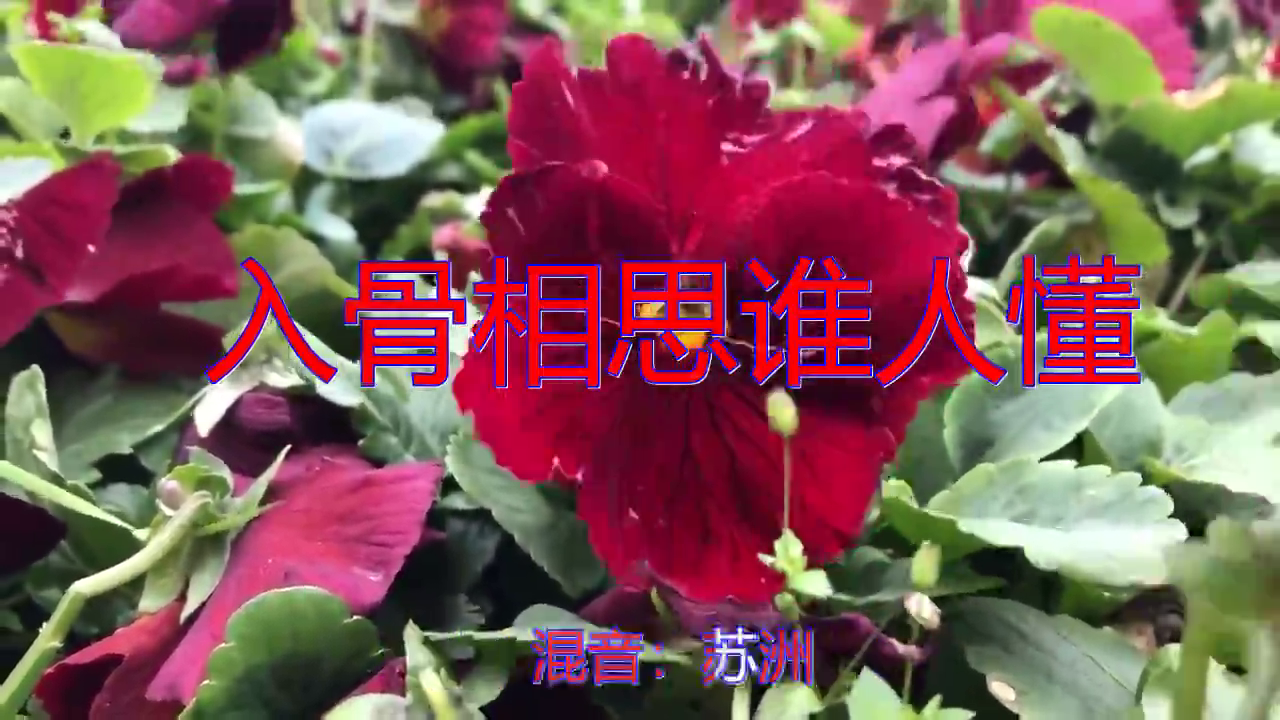 分享龙飞的经典歌曲《入骨相思谁人懂》,嗓音独特,洋洋盈耳