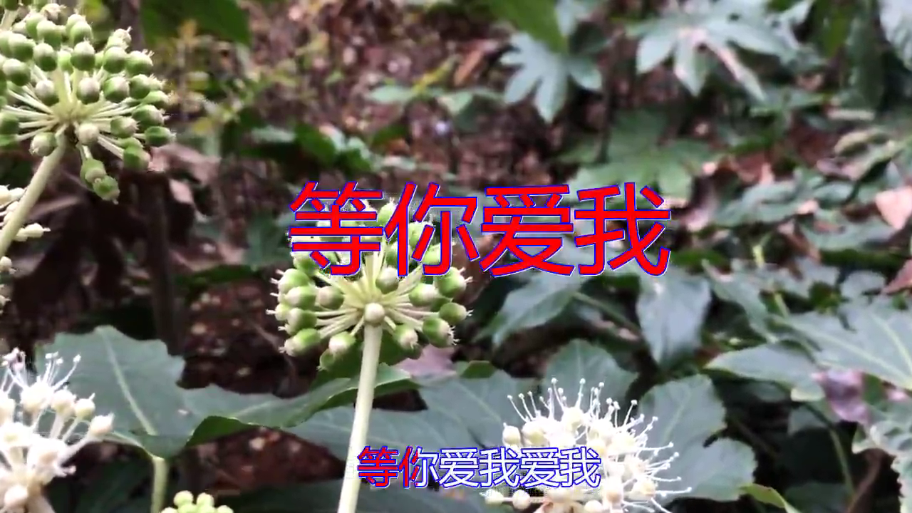 多亮&王琪玮的一首《等你爱我》,听了一遍又一遍