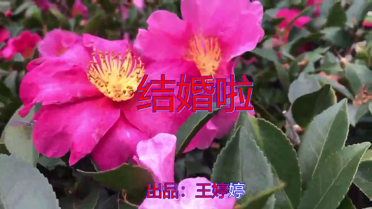 星月组合,dj何鹏《结婚啦》,很有气质,静静聆听