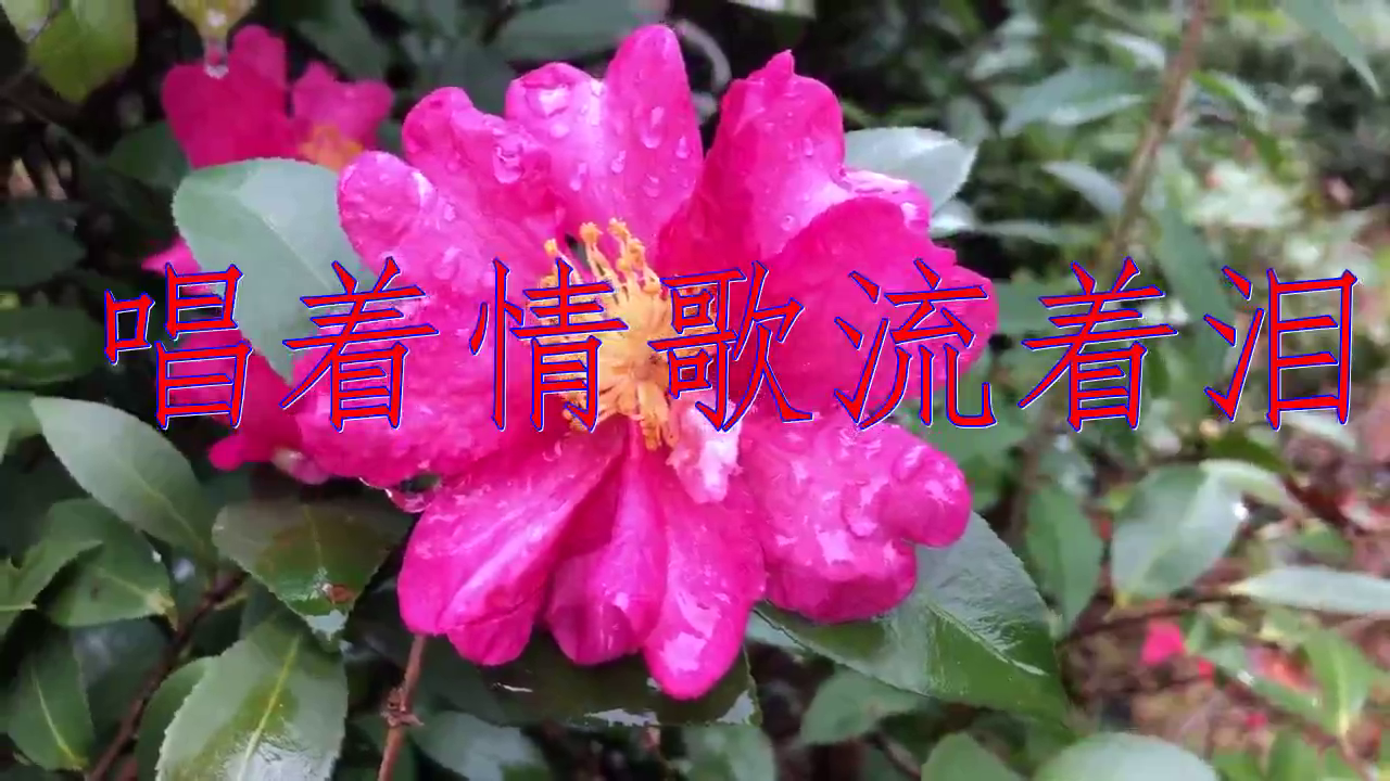 好歌分享,《唱着情歌流着泪》,优美的歌声,声动梁尘