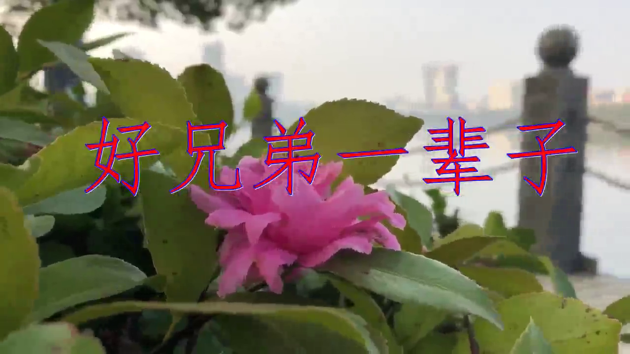 好歌分享,《好兄弟一辈子》,太催泪了,越听越醉!