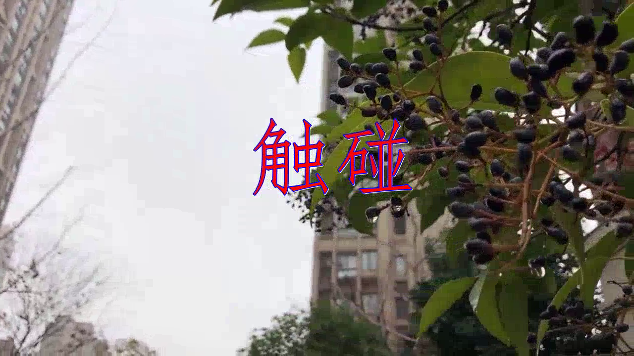 抗癌露露《触碰》,忍不住一遍又一遍地听