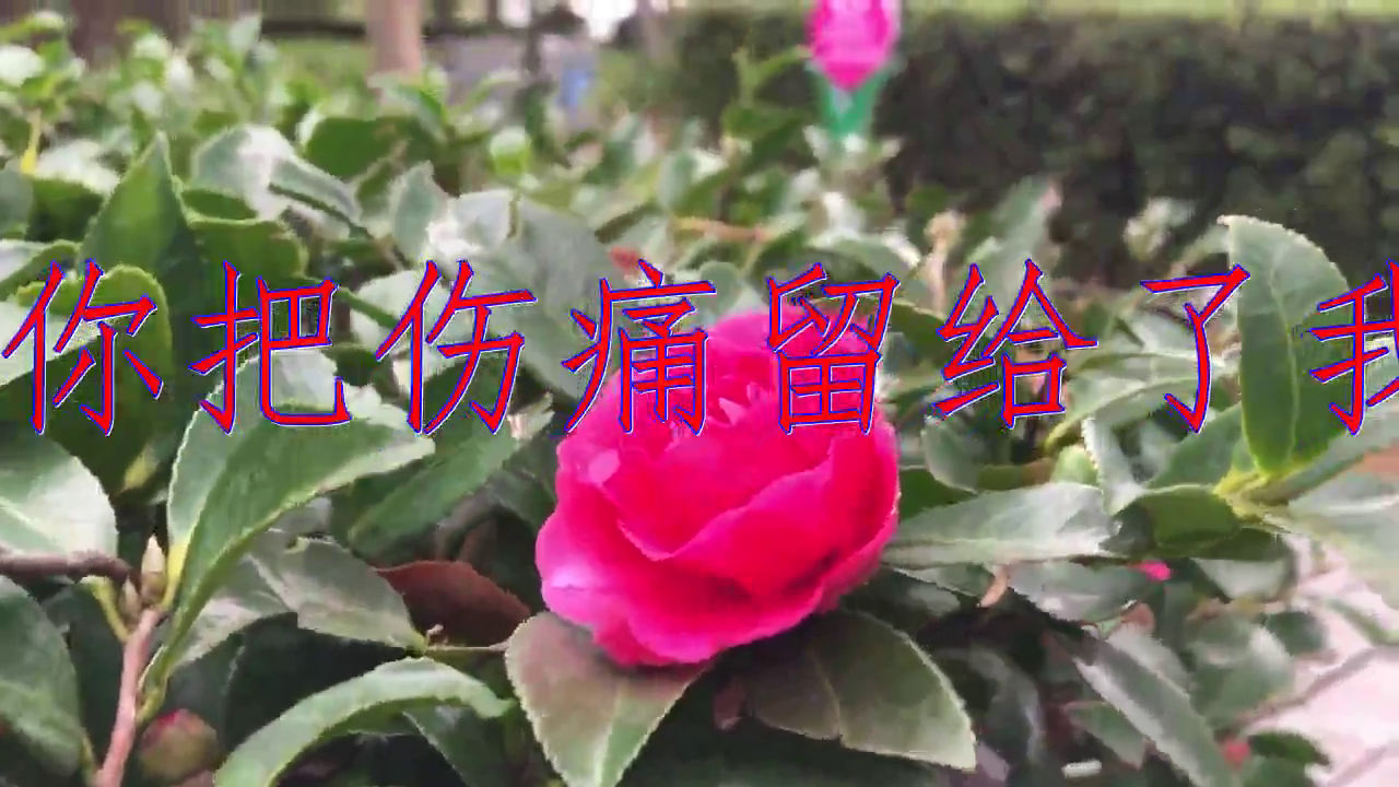 一只舟的《你把伤痛留给了我》,让人赞叹不已,燕语莺声