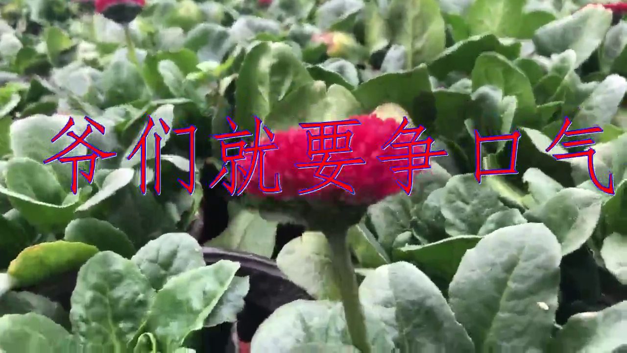 关力瑒,马洪涛的《爷们就要争口气》,释放灵魂,洋洋盈耳