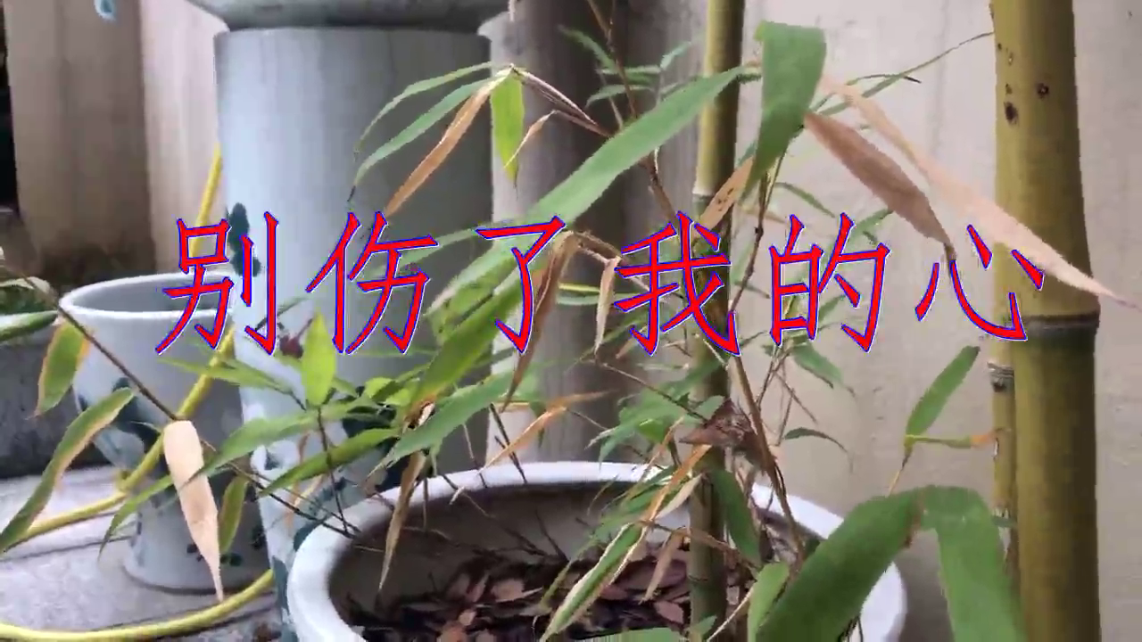 韩宝仪《别伤了我的心》,清脆悦耳,沁人心脾