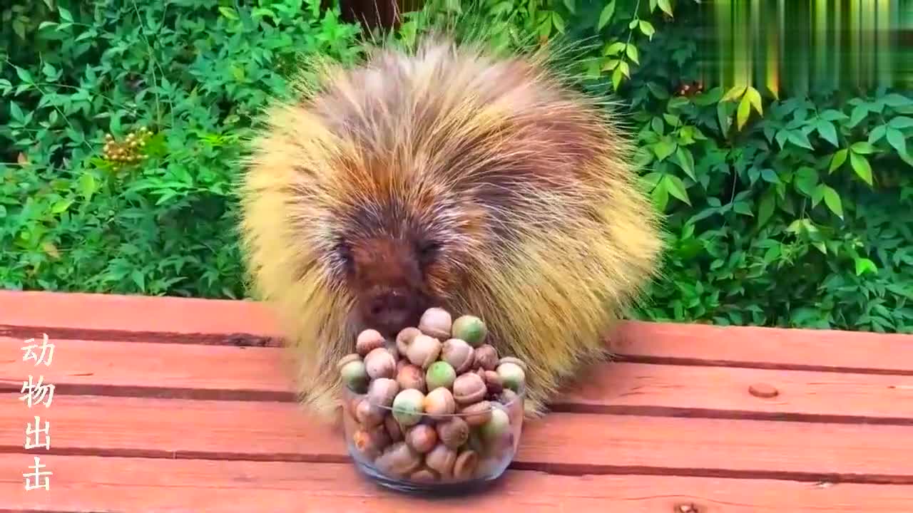 豪猪喜欢吃各种食物,看看它第一次吃橡果是什么反应!