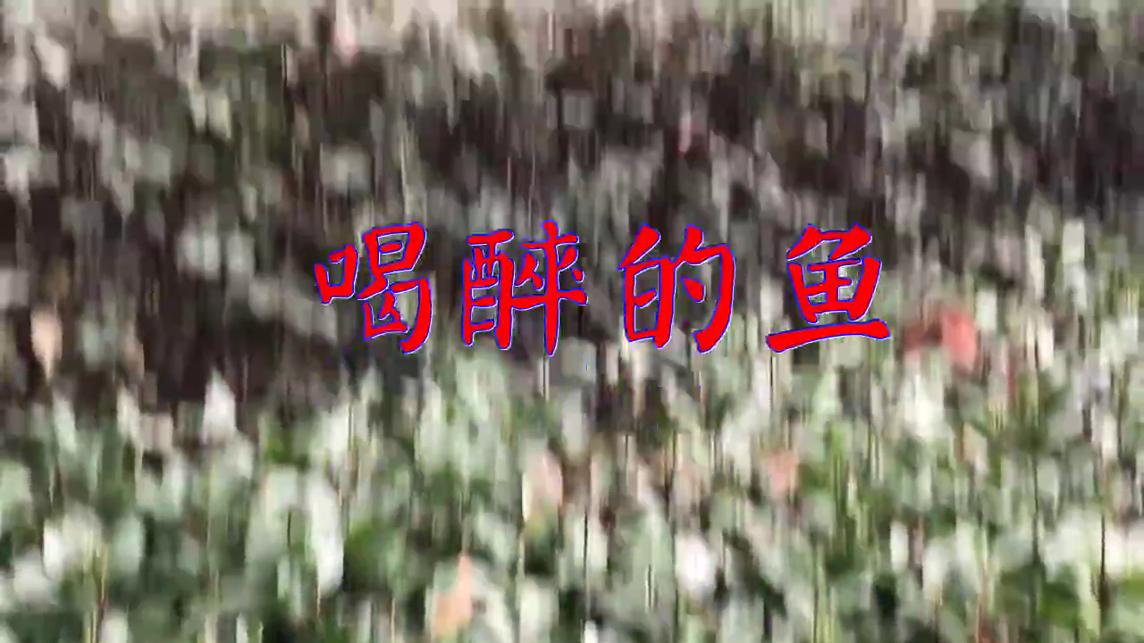 分享燕栖的经典歌曲《喝醉的鱼》,清脆嘹亮,声线柔美