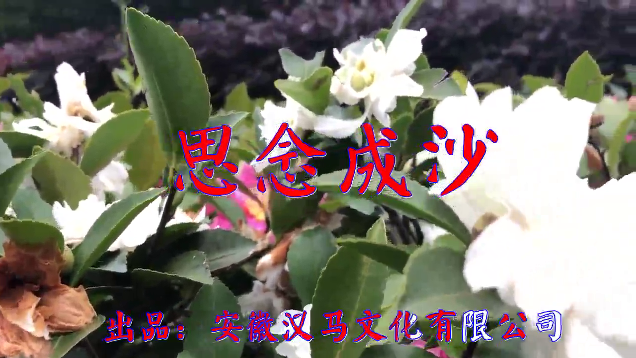 菲儿的一首《思念成沙》,极致动听,洋洋盈耳