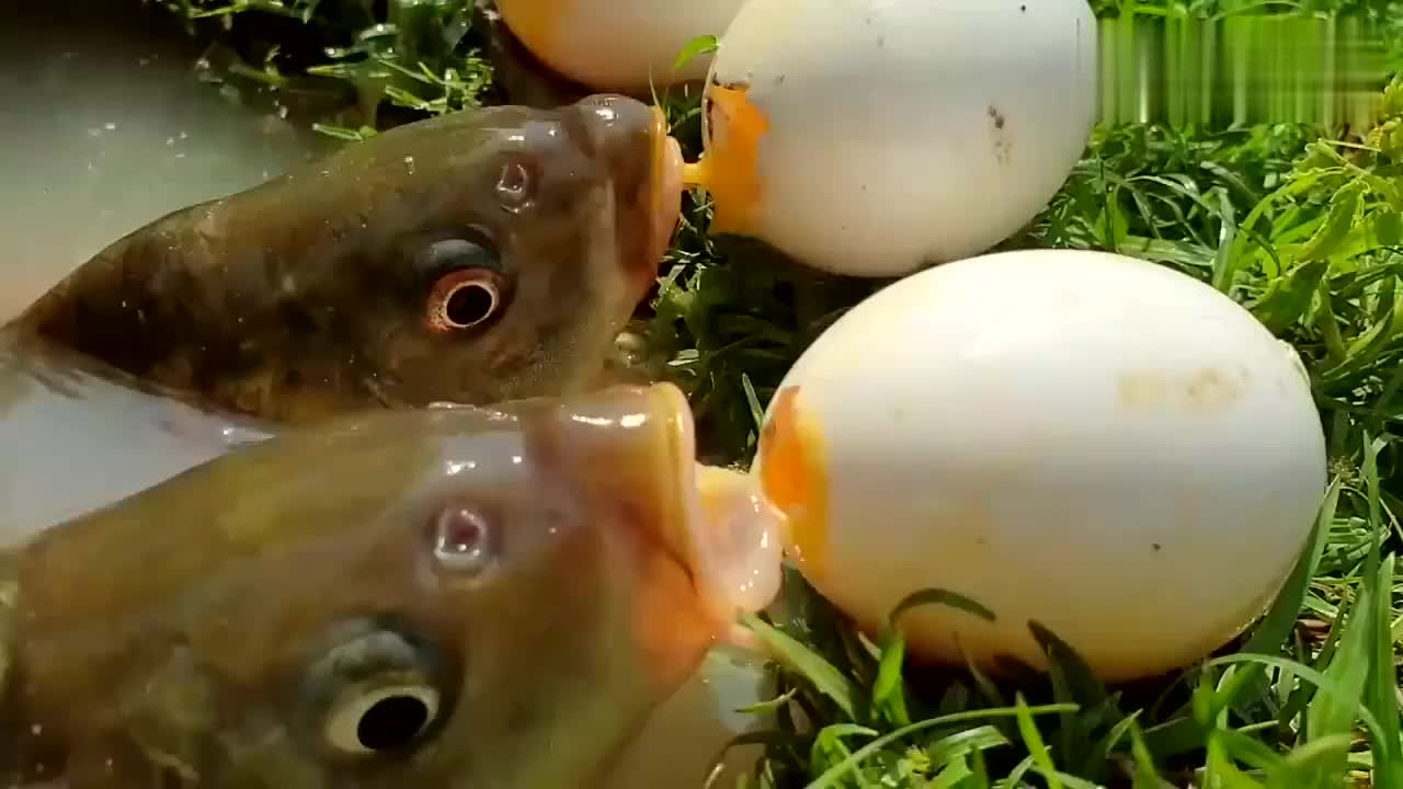 鱼头都探出水面了,莫非下面长了脚?