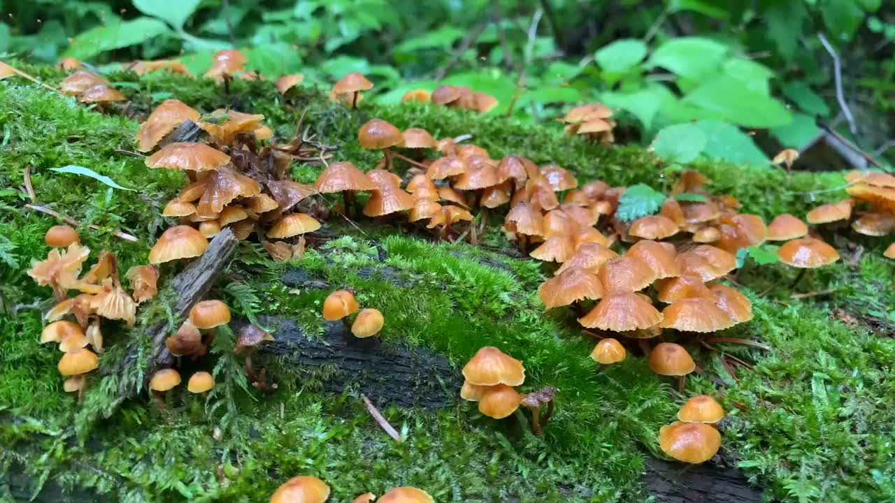 深山发现野生鸿毛几人商量挖出来回家吃烧烤出土后傻眼了