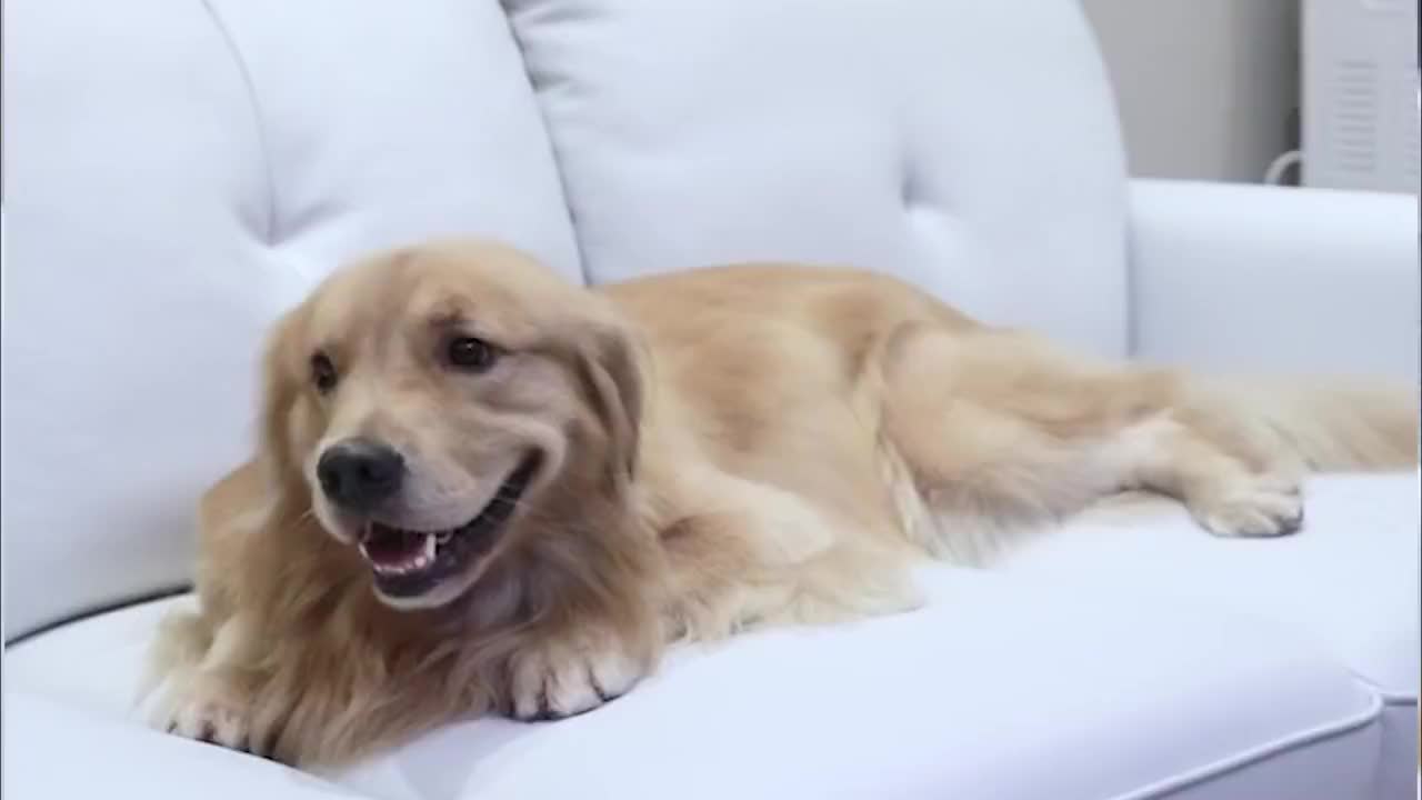 主人上班金毛路虎自己出去玩,看阿姨乱丢垃圾帮她捡,阿姨被感动