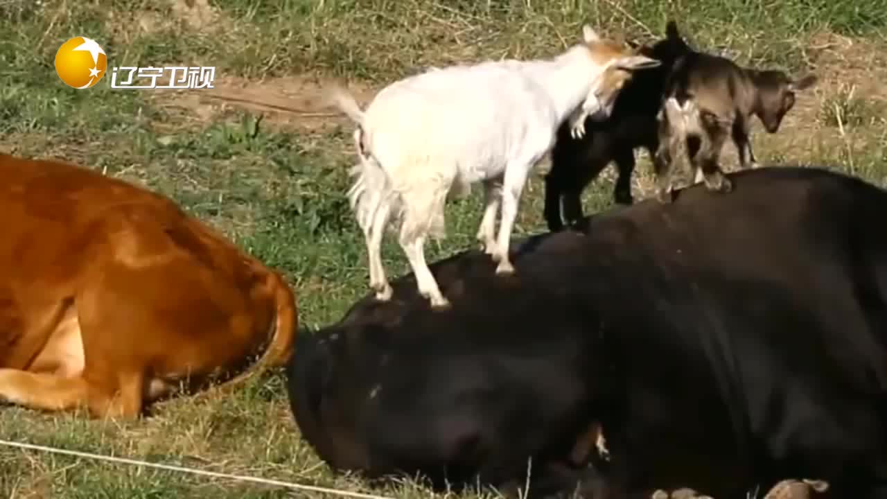 小山羊躺在牛背上牛还给羊舔毛画面好温馨