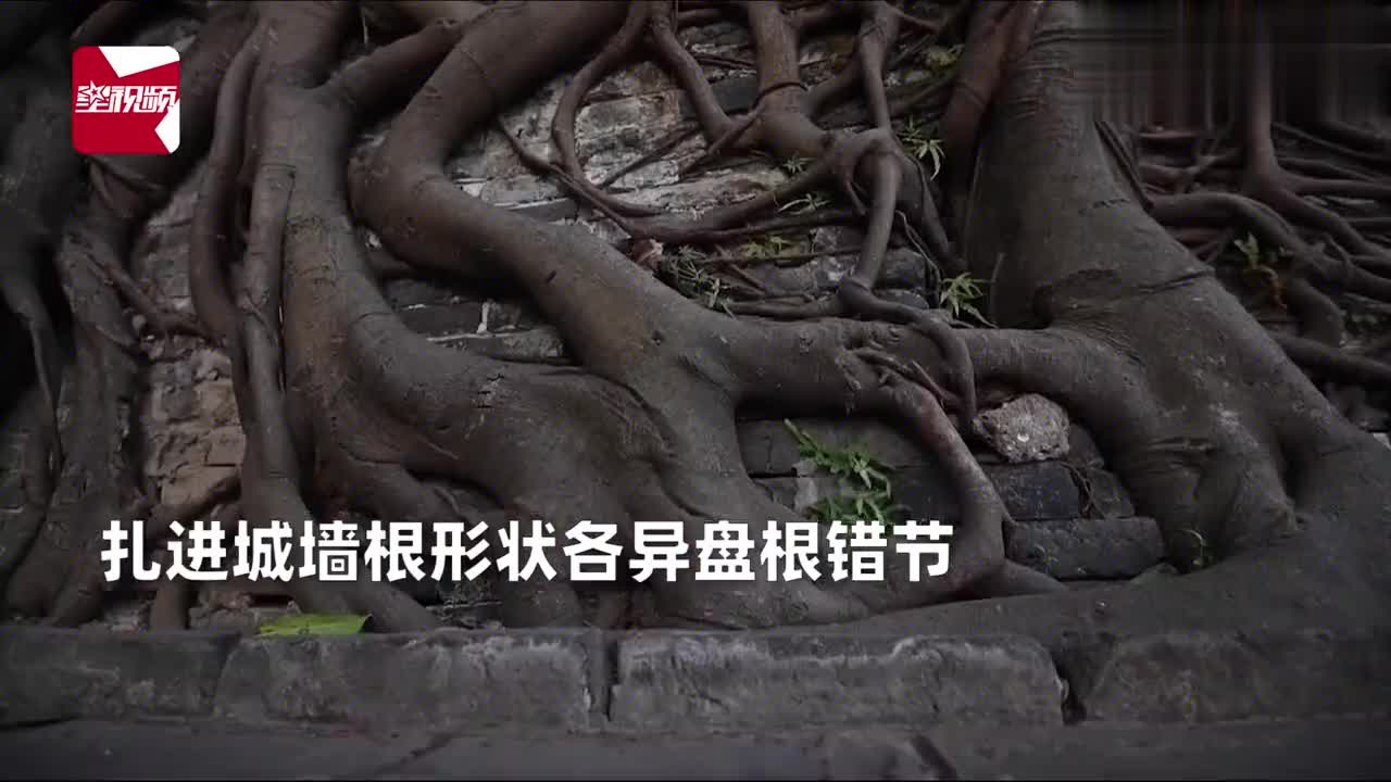 根系瀑布!广西一榕树扎根百年古城墙野蛮生长,视觉效果令人称奇