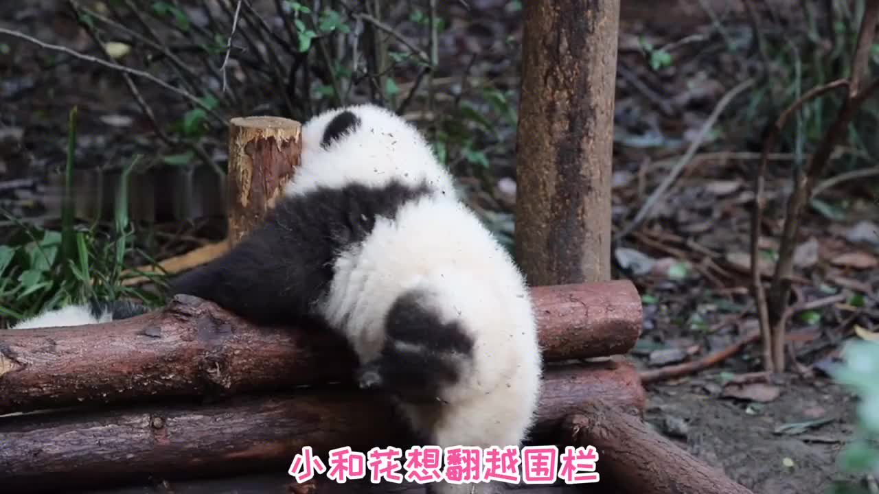 熊猫小和花魅力四射把自己玩坏了 熊猫小和花魅力四射把自己玩坏了