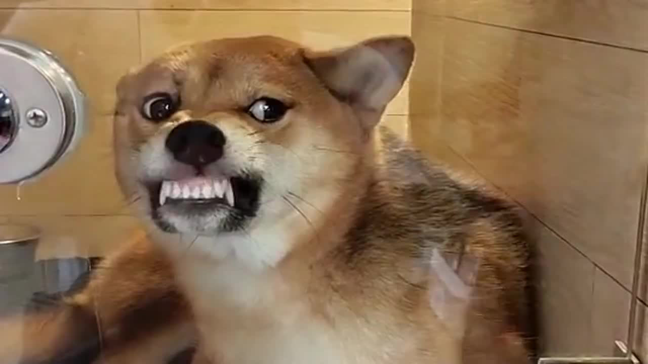 柴犬:这么晚才来接我,是不是外面有狗了!