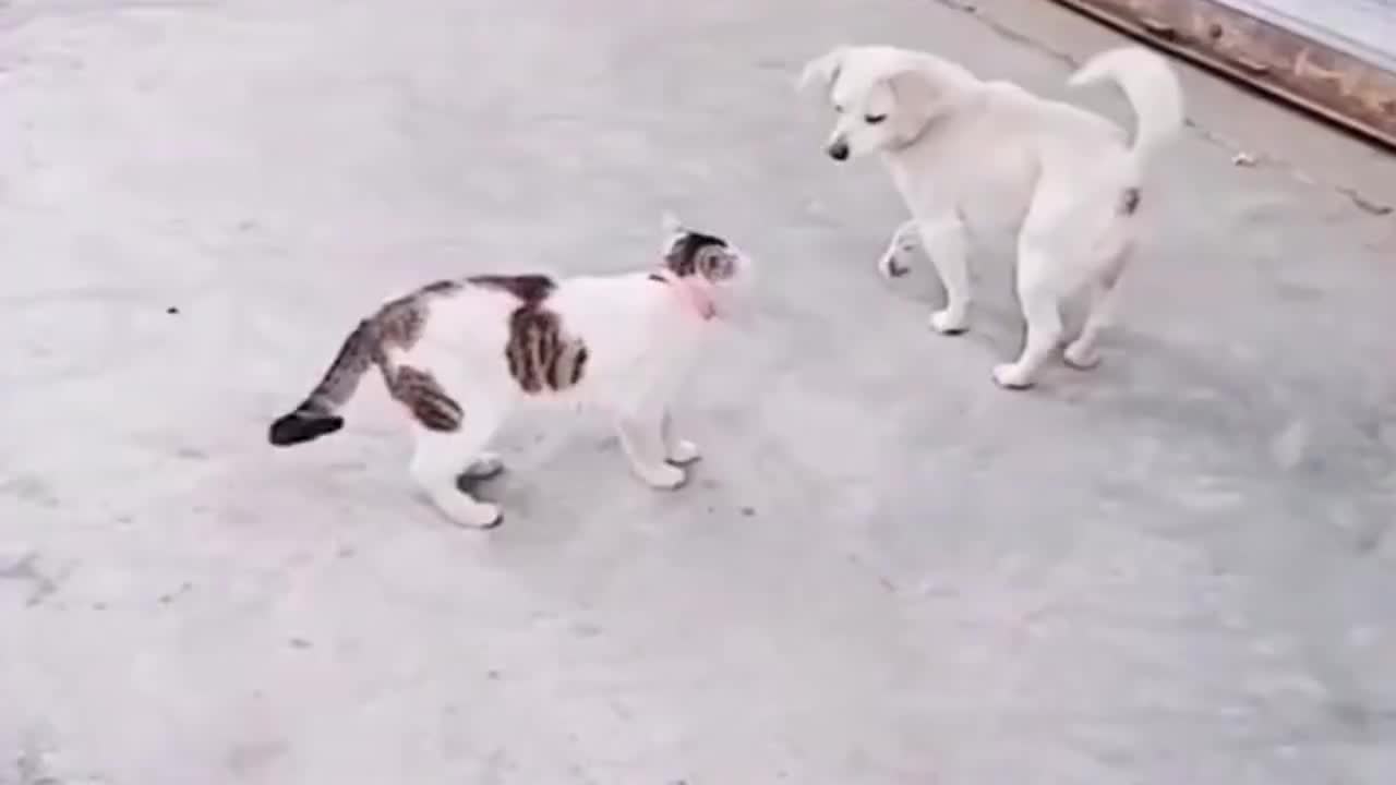 猫咪碰瓷中华田园犬 没想到中华田园犬演技更高一级 腿瘸了