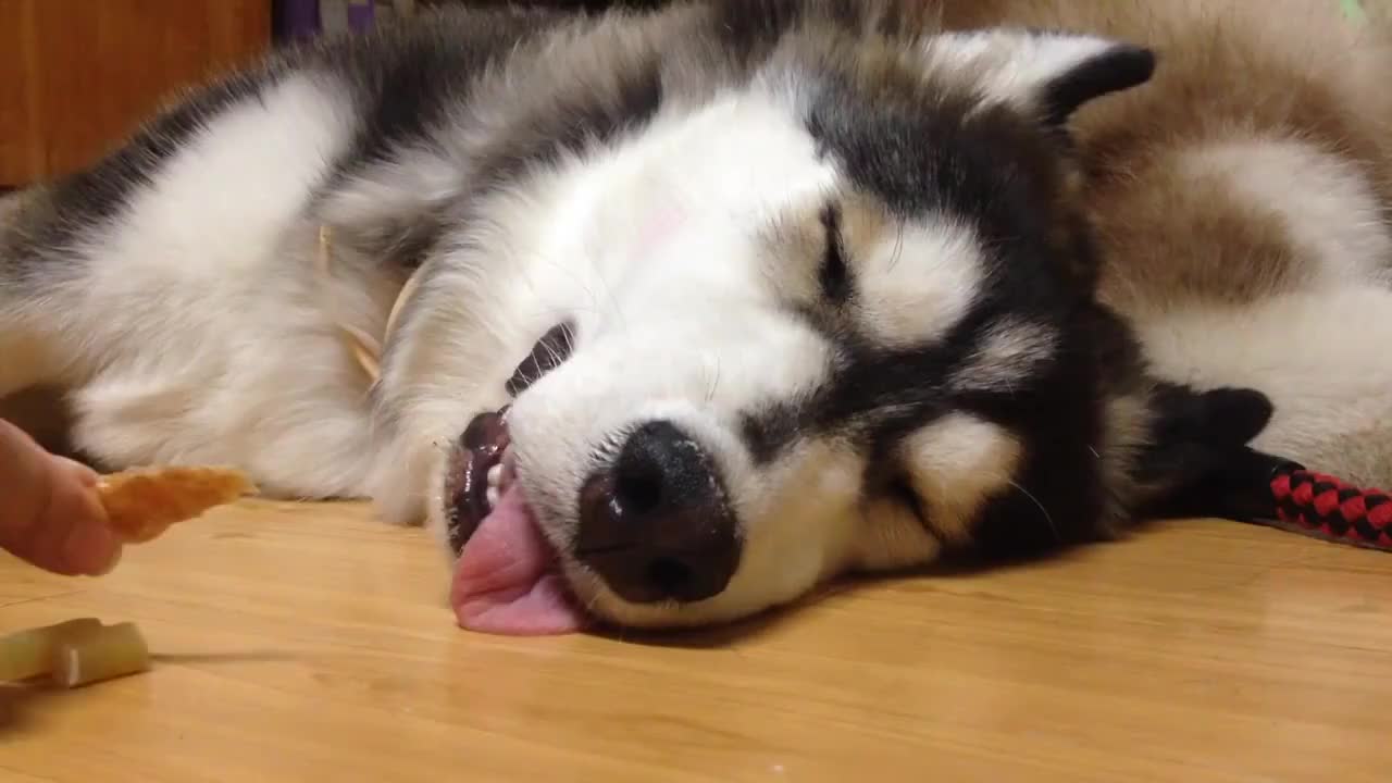 哈士奇睡得正香,主人趁机使坏,二哈的反应太逗了|哈士奇_新浪新闻