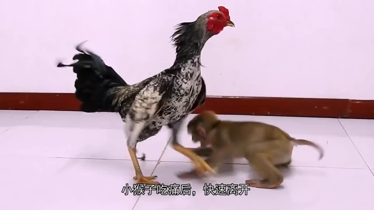 猴子被鸡啄了脑门躲在墙角大声哭泣画面太逗了
