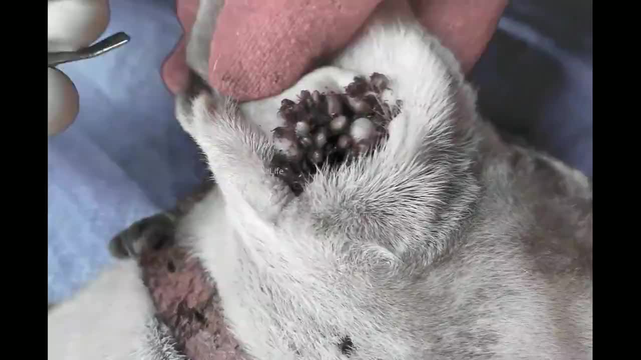 清除蜱虫,拯救狗狗