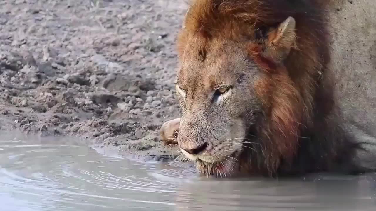 狮子正在喝水一只乌龟过来捣乱这也太可爱了吧