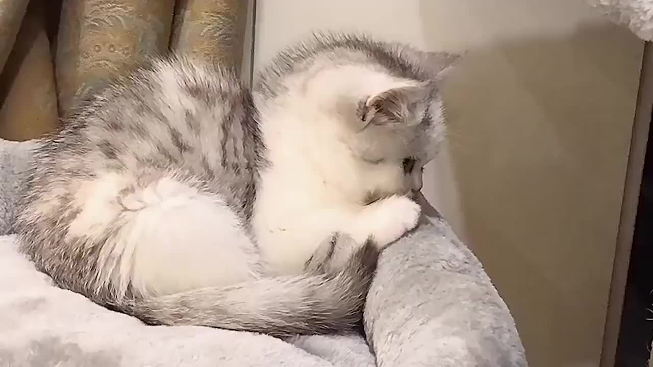 气到炸毛的小奶猫真可爱