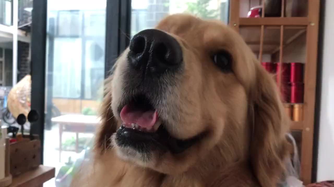 金毛的笑容太暖人心了