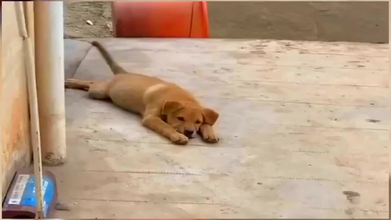 狗狗的世界很小它摇尾巴的样子十分开心趴在地上乖巧极了