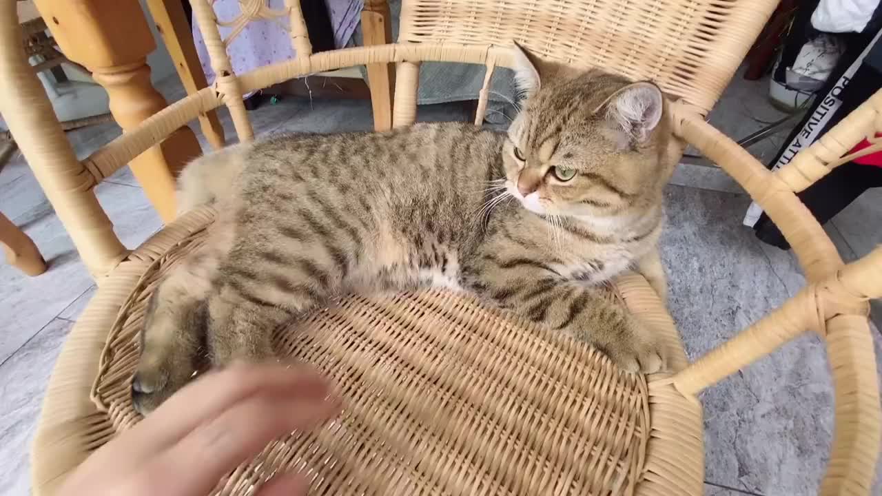 花30块买个大号不锈钢盆当猫砂盆 猫一脸兴奋的试用 效果真不错 猫 新浪新闻 花30块买个大号不锈钢盆当猫砂盆 猫一脸兴奋的试用 效果真不错 猫 新浪新闻