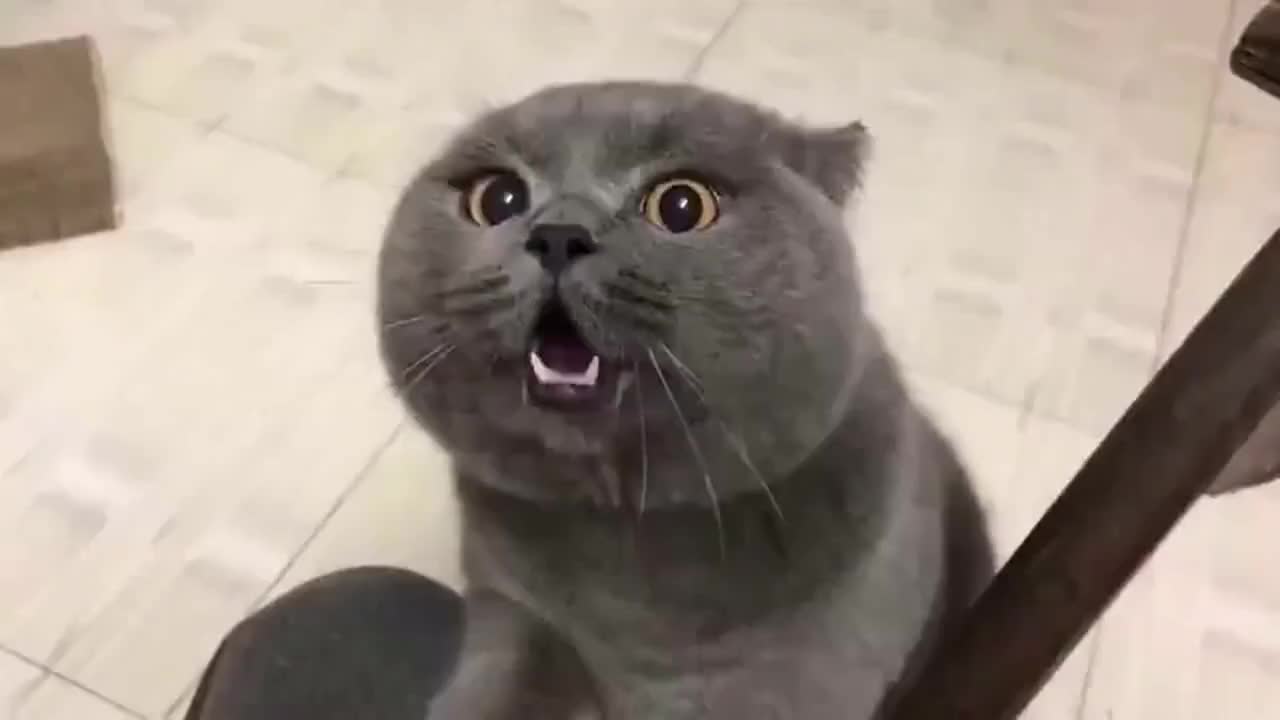 这只张嘴闭嘴骂街的蓝猫应该关小黑屋了