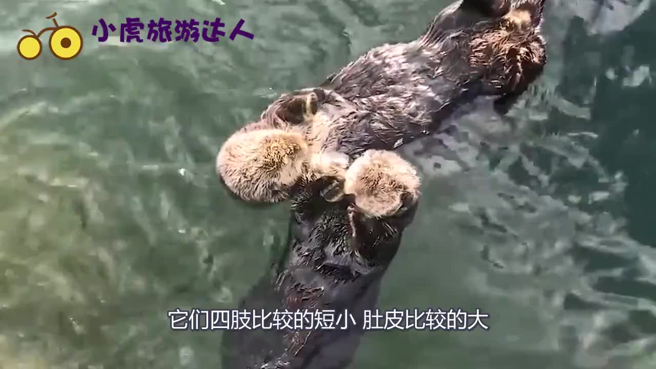 影视传说中的水猴子到底长什么样看到真实样貌后简直太可爱了