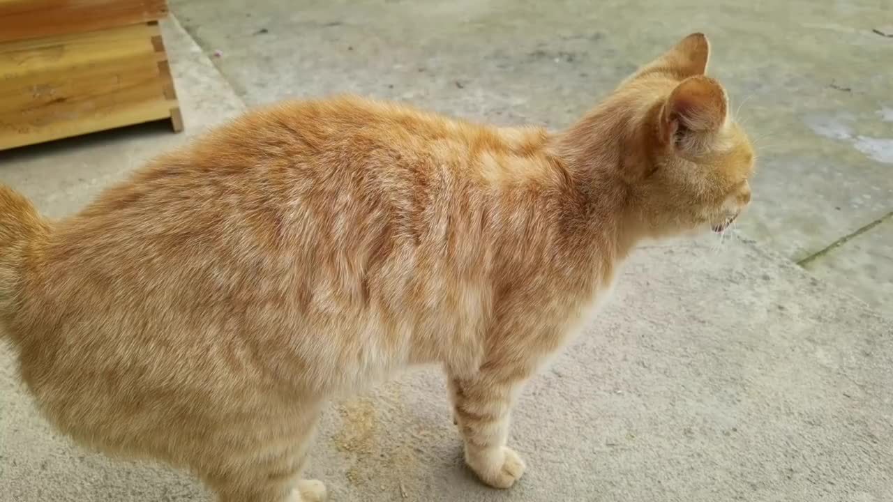 这只黄狸猫乖巧温顺非常惹人喜爱