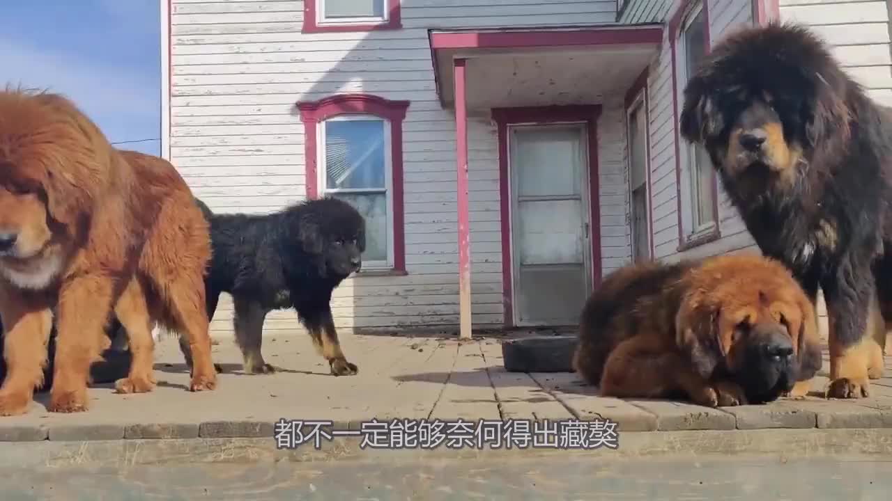 美國人不服藏獒實力要用比特犬挑戰鏡頭記錄激烈搏鬥過程