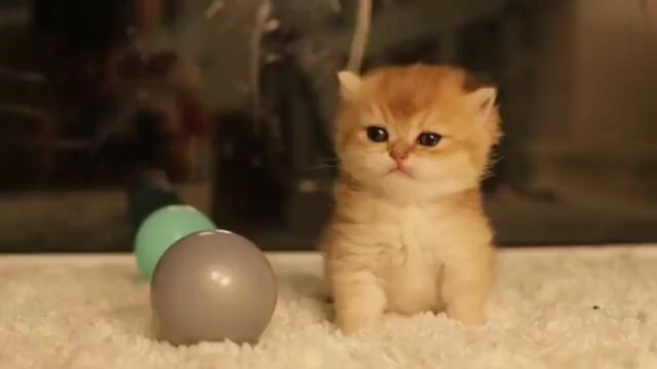 小奶猫真是萌化了我的少女心,好像把它偷偷抱回家