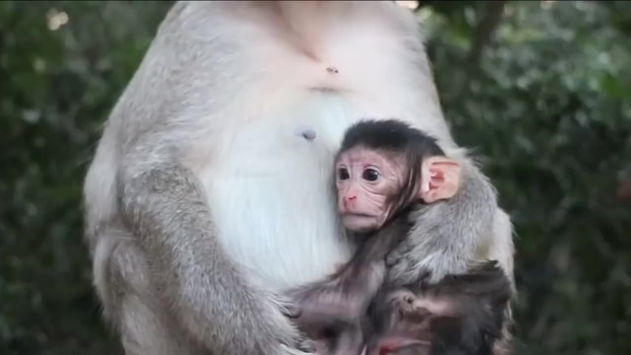 哇塞,刚出生第一天的小猴,精力真的无敌好!