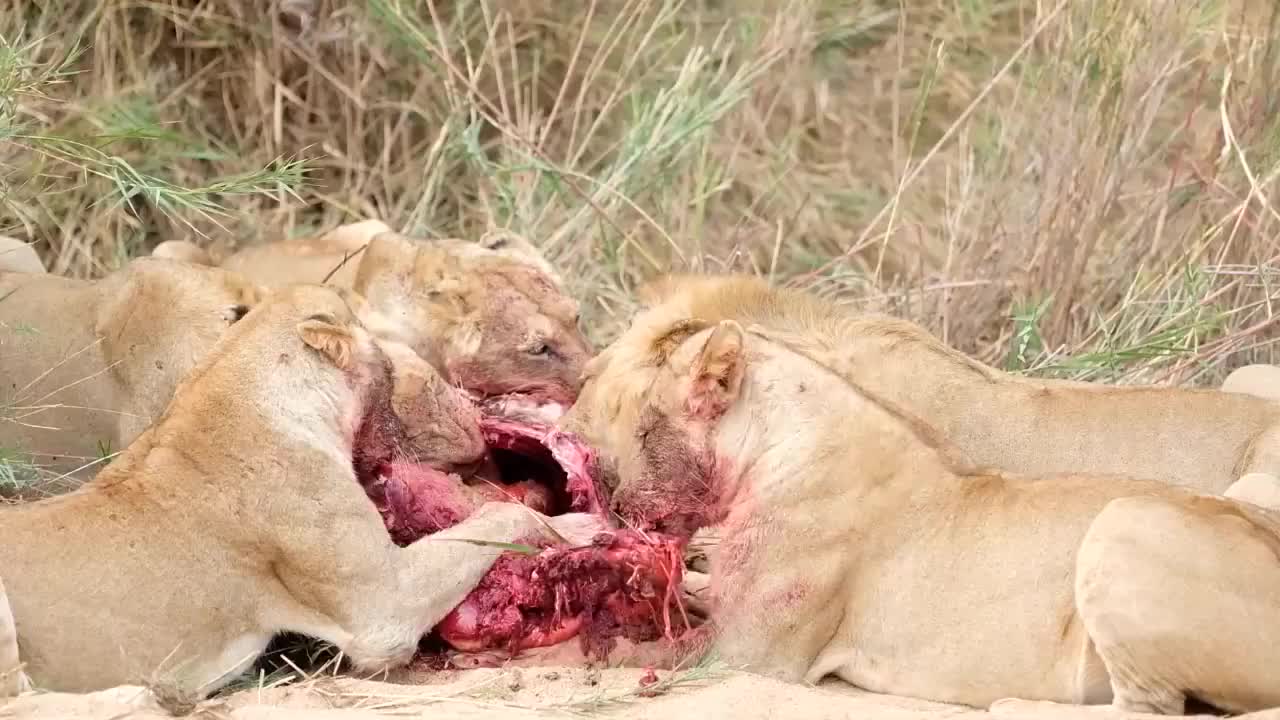 动物世界:狮群大快朵颐地吃肉