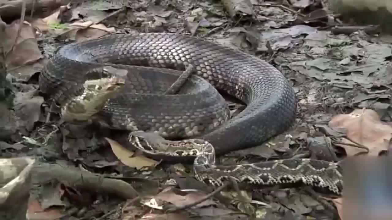 响尾蛇遇上食鱼蝮 没等响尾蛇反应过来 就被食鱼蝮一击爆头 鱼 响尾蛇 新浪新闻
