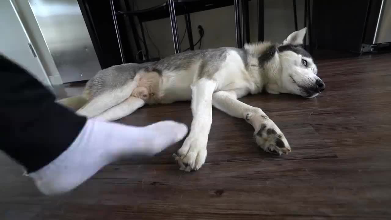 踩住哈士奇的爪子不松开会怎样?男子作死测试,看完憋住别笑